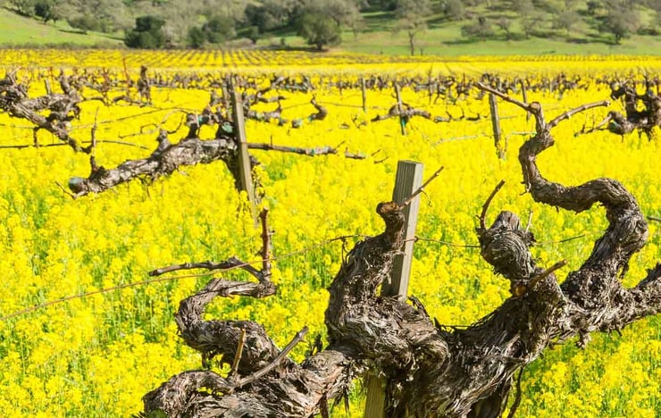 Mustard blooms are a seasonal highlight in Napa Valley